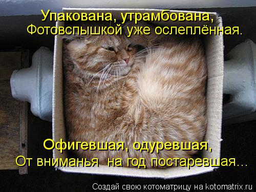 Котоматрица: Упакована, утрамбована, Фотовспышкой уже ослеплённая.   От вниманья  на год постаревшая…   Офигевшая, одуревшая,