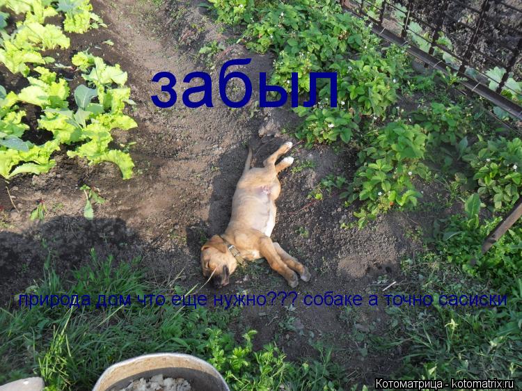 Котоматрица: природа дом что еще нужно??? собаке а точно сасиски  забыл