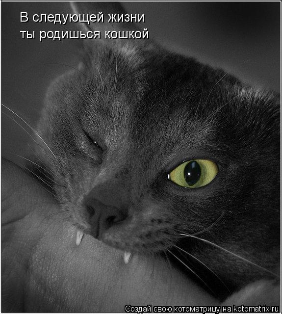 Котоматрица: В следующей жизни ты родишься кошкой