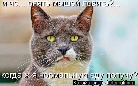 Котоматрица: и че... опять мышей ловить?... когда ж я нормальную еду получу?