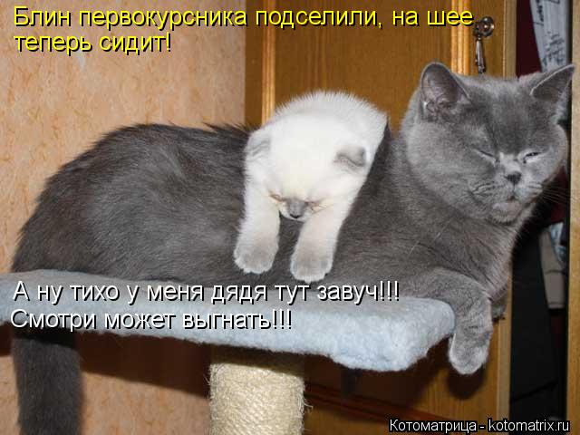 Котоматрица: Блин первокурсника подселили, на шее  теперь сидит! А ну тихо у меня дядя тут завуч!!! Смотри может выгнать!!!