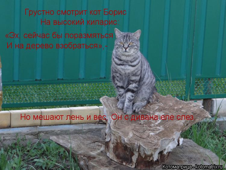 Котоматрица: Грустно смотрит кот Борис На высокий кипарис: «Эх, сейчас бы поразмяться И на дерево взобраться»,- Но мешают лень и вес, Он с дивана еле слез.