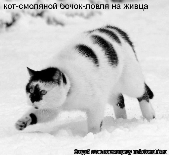 Котоматрица: кот-смоляной бочок-ловля на живца