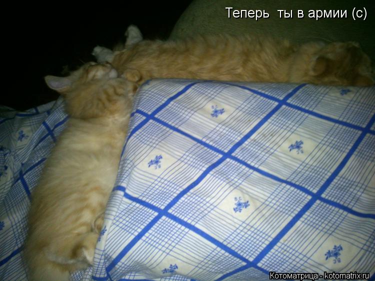 Котоматрица: Теперь  ты в армии (с)