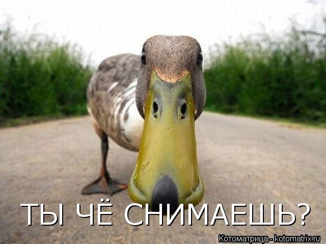 Котоматрица: ТЫ ЧЁ СНИМАЕШЬ?
