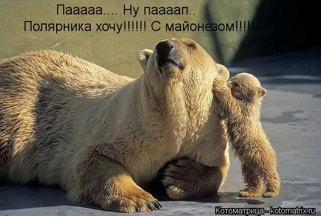 Котоматрица: Пааааа.... Ну паааап.. Полярника хочу!!!!!! С майонезом!!!!!..