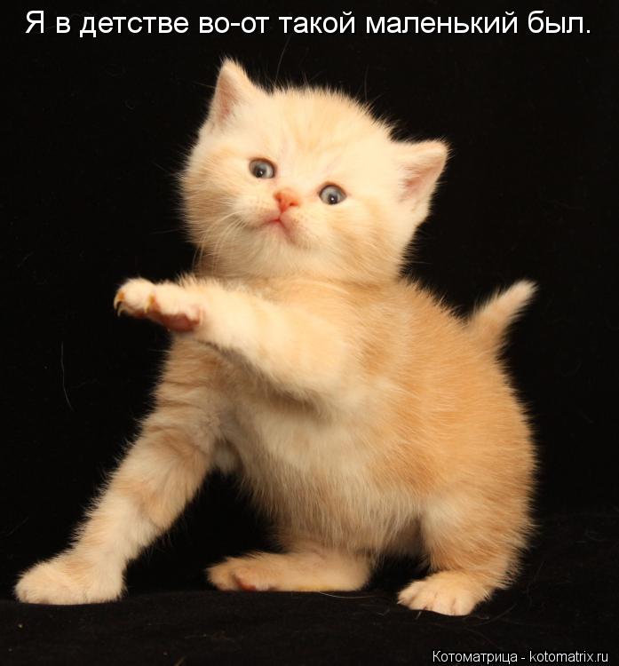 Котоматрица: Я в детстве во-от такой маленький был.