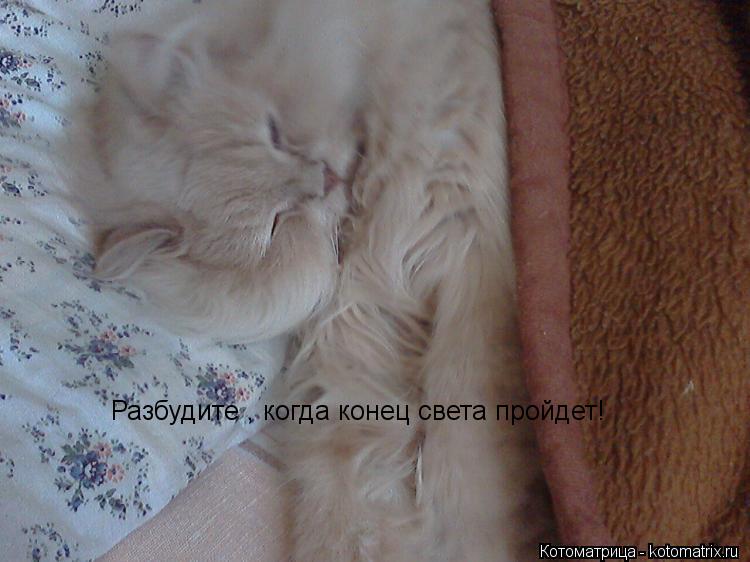 Котоматрица: Разбудите , когда конец света пройдет!