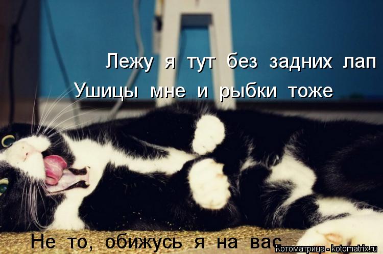 Котоматрица: Лежу  я  тут  без  задних  лап Ушицы  мне  и  рыбки  тоже Не  то,  обижусь  я  на  вас