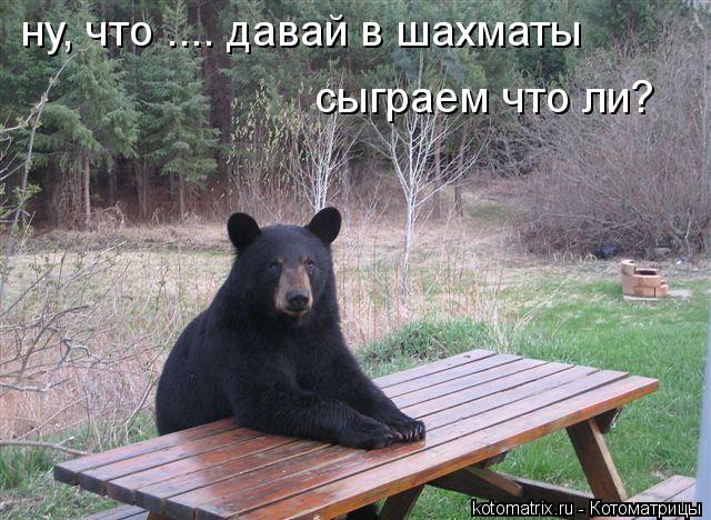 Котоматрица: ну, что .... давай в шахматы  сыграем что ли?