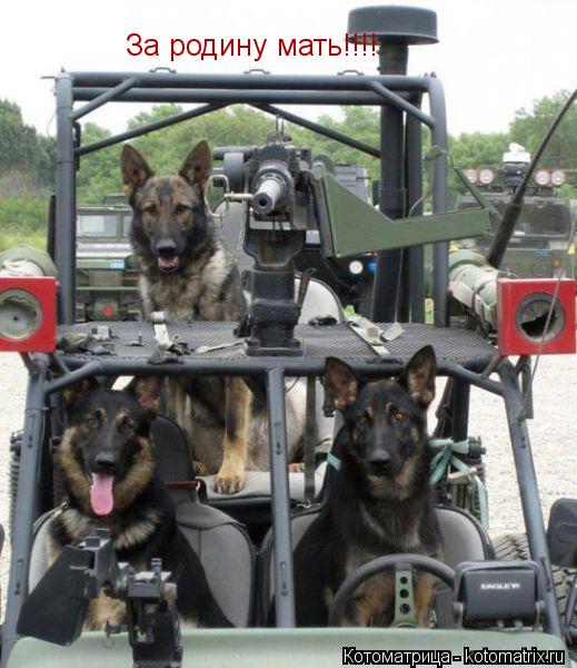 За родину мать!!!!... Котоматрица: За родину мать!!!!