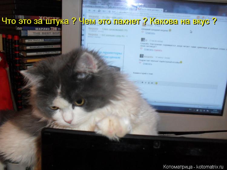 Котоматрица: Что это за штука ? Чем это пахнет ? Какова на вкус ?