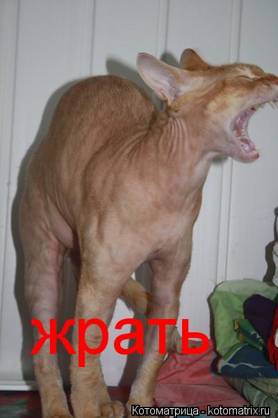 Котоматрица: жрать