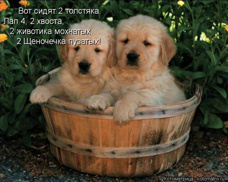 Котоматрица: Вот сидят 2 толстяка. Лап 4, 2 хвоста, 2 животика мохнатых 2 Щеночечка пузатых!