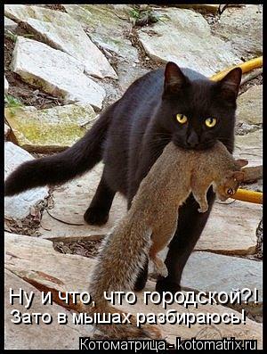 Котоматрица: Ну и что, что городской?! Зато в мышах разбираюсь!