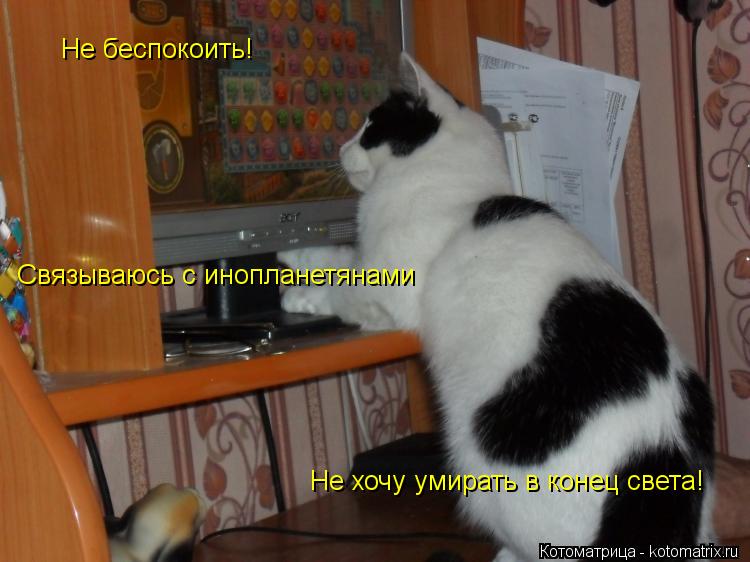 Котоматрица: Не беспокоить! Связываюсь с инопланетянами Не хочу умирать в конец света!