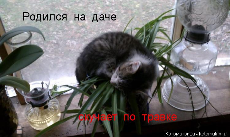 Котоматрица: Родился  на  даче скучает  по  травке