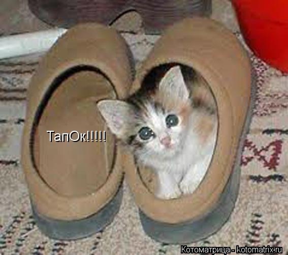 Котоматрица: ТапОк!!!!!