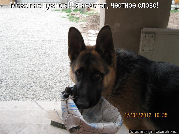 Может не нужно а!!! я нехотел, честное слово!... Котоматрица: Может не нужно а!!! я нехотел, честное слово!
