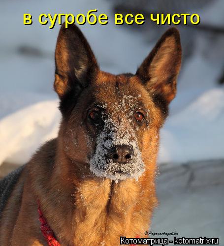 в сугробе все чисто... Котоматрица: в сугробе все чисто