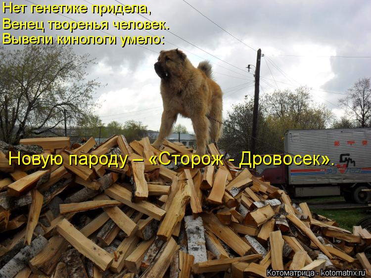 Котоматрица: Нет генетике придела, Венец творенья человек. Вывели кинологи умело:  Новую пароду – «Сторож - Дровосек».