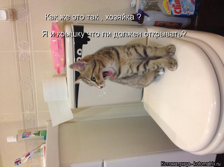 Котоматрица: Как же это так , хозяйка ? Я и крышку что ли должен открывать?