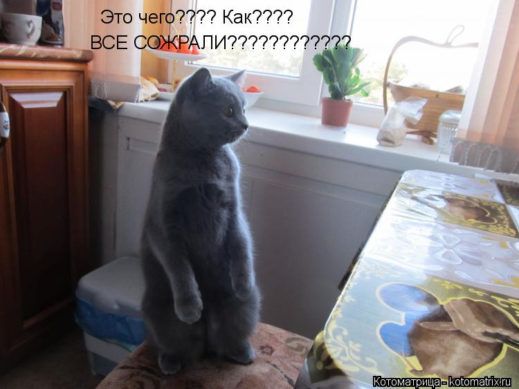 Котоматрица: Это чего???? Как???? ВСЕ СОЖРАЛИ????????????