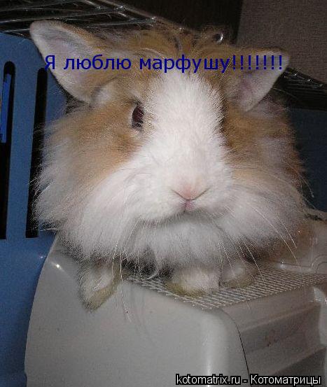 Котоматрица: Я люблю марфушу!!!!!!!