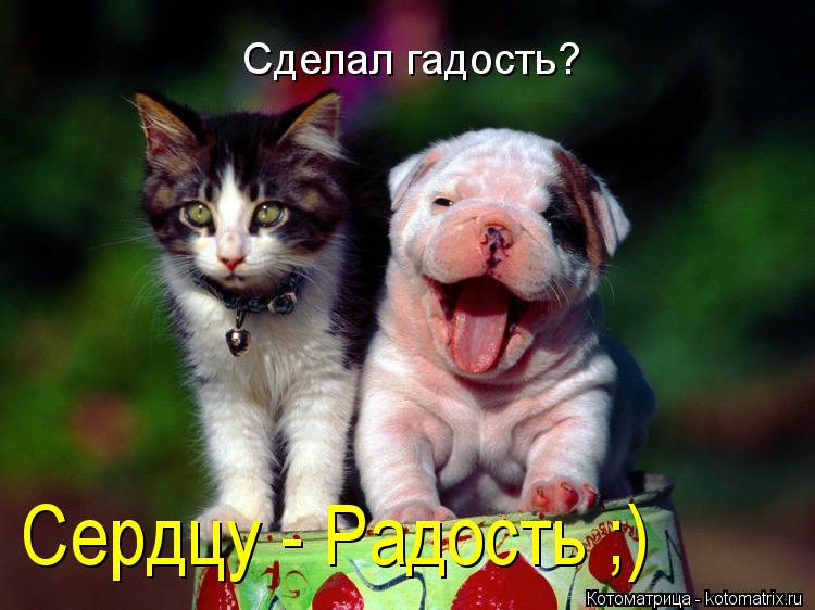 Котоматрица: Сделал гадость? Сердцу - Радость ;)