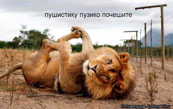 Котоматрица: пушистику пузико почешите