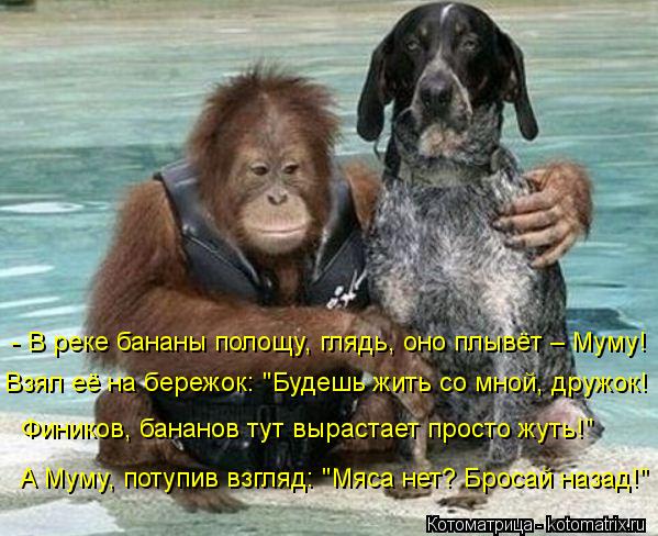 Котоматрица: - В реке бананы полощу, глядь, оно плывёт – Муму! Взял её на бережок: "Будешь жить со мной, дружок! Фиников, бананов тут вырастает просто жуть!" 