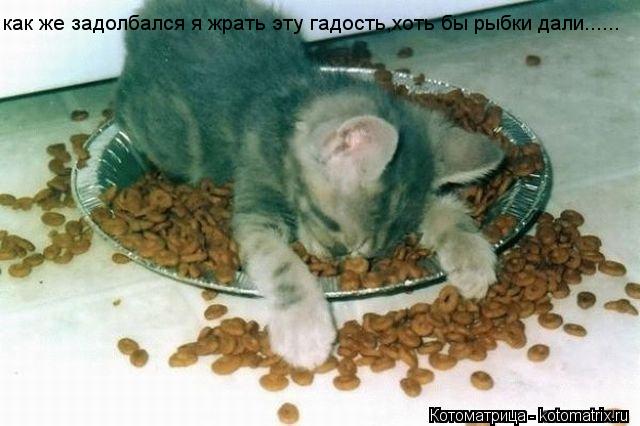 Котоматрица: как же задолбался я жрать эту гадость,хоть бы рыбки дали......