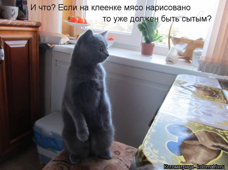 Котоматрица: И что? Если на клеенке мясо нарисовано то уже должен быть сытым?