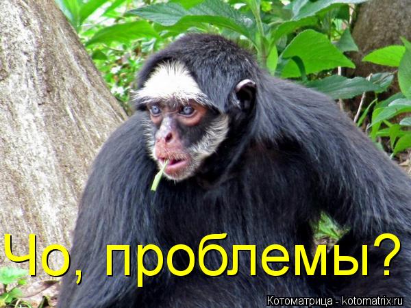 Котоматрица: Чо, проблемы?