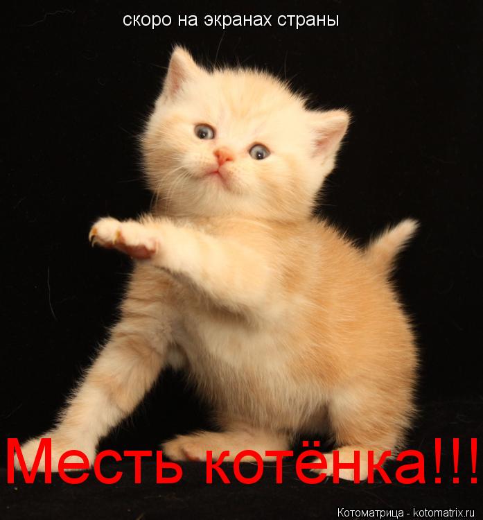 Котоматрица: скоро на экранах страны  Месть котёнка!!!