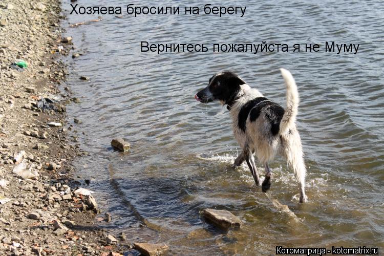Котоматрица: Хозяева бросили на берегу Вернитесь пожалуйста я не Муму
