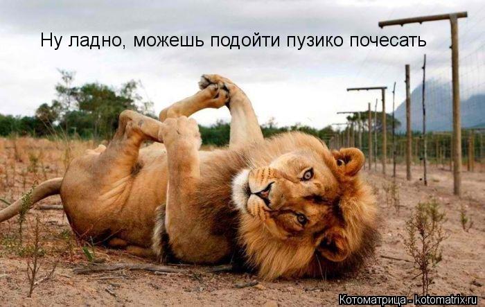 Котоматрица: Ну ладно, можешь подойти пузико почесать