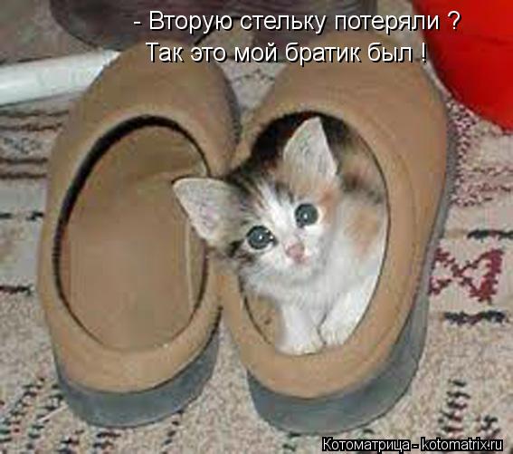 Котоматрица: - Вторую стельку потеряли ? Так это мой братик был !