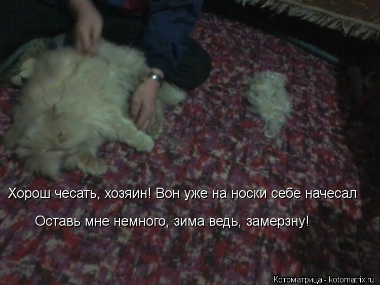 Котоматрица: Хорош чесать, хозяин! Вон уже на носки себе начесал Оставь мне немного, зима ведь, замерзну!