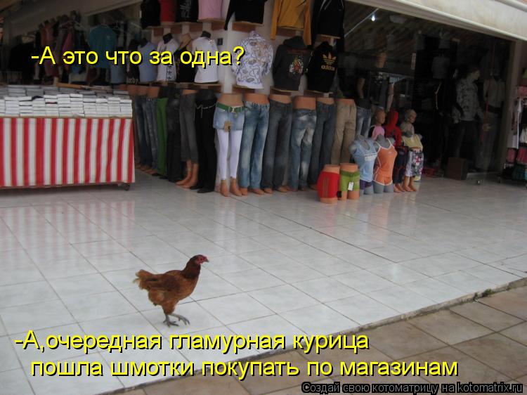 Котоматрица: -А это что за одна? -А,очередная гламурная курица  пошла шмотки покупать по магазинам