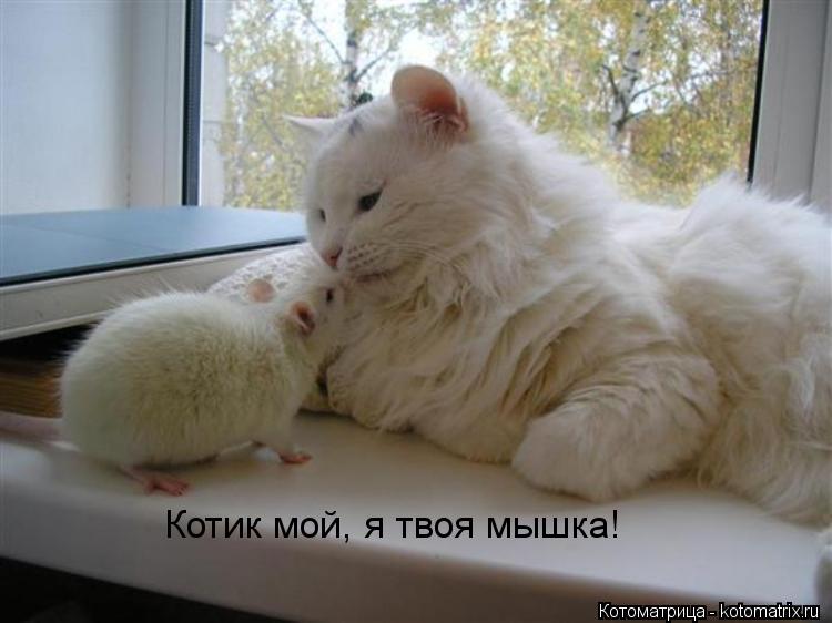 Котоматрица: Котик мой, я твоя мышка!