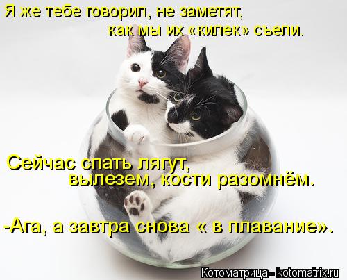 Котоматрица: Я же тебе говорил, не заметят, как мы их «килек» съели. Сейчас спать лягут, вылезем, кости разомнём. -Ага, а завтра снова « в плавание».