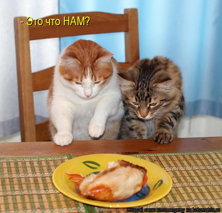 Котоматрица: - Это что НАМ?