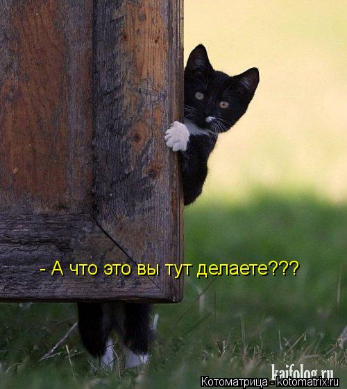 Котоматрица: - А что это вы тут делаете???