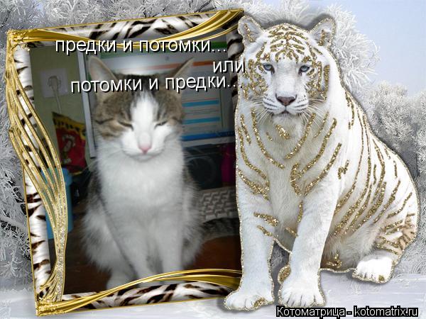 Котоматрица: предки и потомки... или потомки и предки...