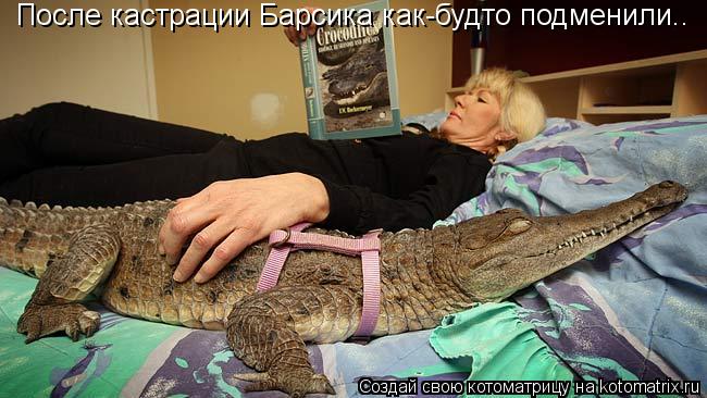 Котоматрица: После кастрации Барсика как-будто подменили..