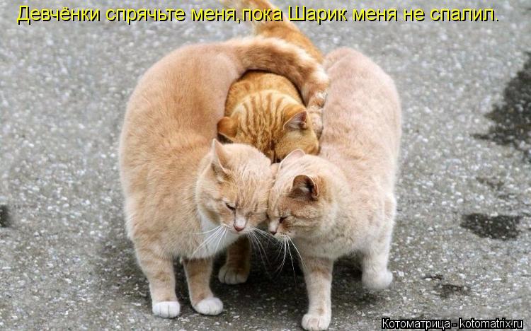 Девчёнки спрячьте меня,пока Шарик меня не спалил.... Котоматрица: Девчёнки спрячьте меня,пока Шарик меня не спалил.