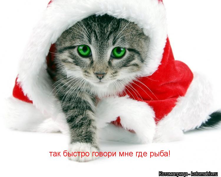 Котоматрица: так быстро говори мне где рыба!
