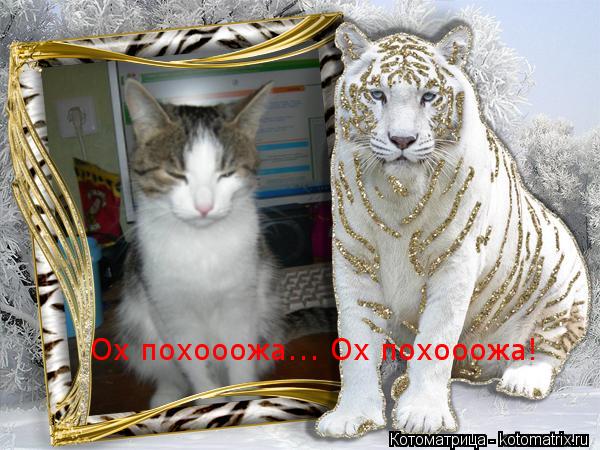 Котоматрица: Ох похооожа... Ох похооожа!