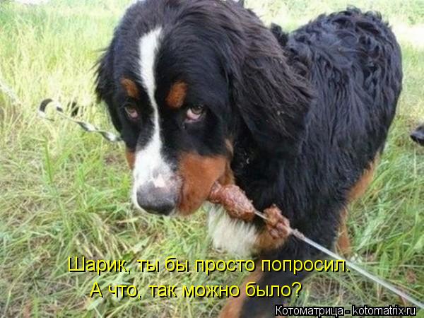 Котоматрица: Шарик, ты бы просто попросил. А что, так можно было?
